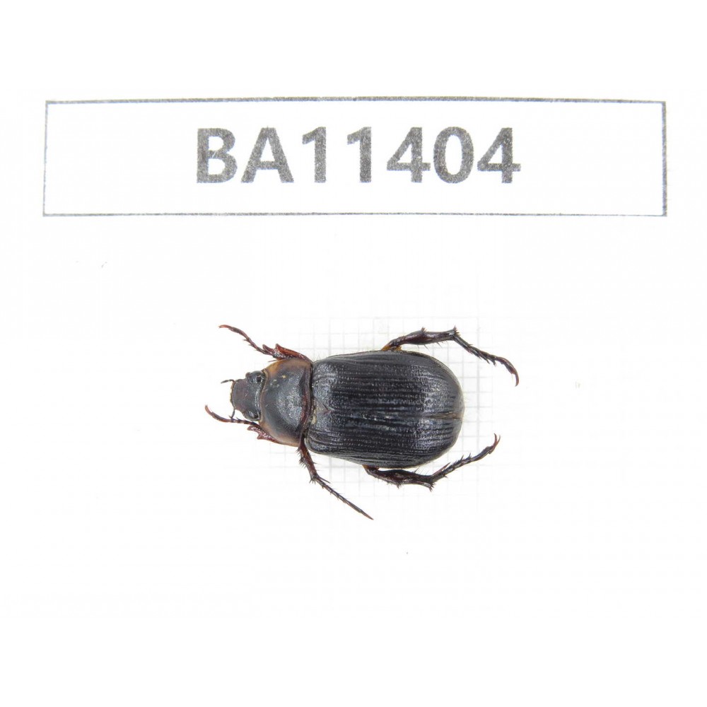 Rutelidae sp. China, Yunnan, Dehong, Yingjiang county. 1Pcs. BA11404.