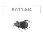 Rutelidae sp. China, Yunnan, Dehong, Yingjiang county. 1Pcs. BA11404.