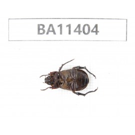 Rutelidae sp. China, Yunnan, Dehong, Yingjiang county. 1Pcs. BA11404.