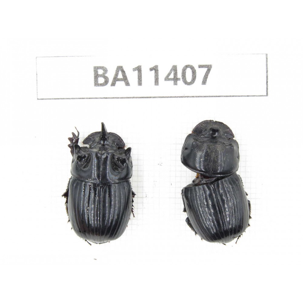 Geotrupidae sp. China, Yunnan, Dehong, Yingjiang county. 2Pcs. BA11407.
