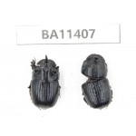 Geotrupidae sp. China, Yunnan, Dehong, Yingjiang county. 2Pcs. BA11407.