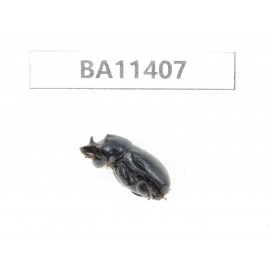 Geotrupidae sp. China, Yunnan, Dehong, Yingjiang county. 2Pcs. BA11407.