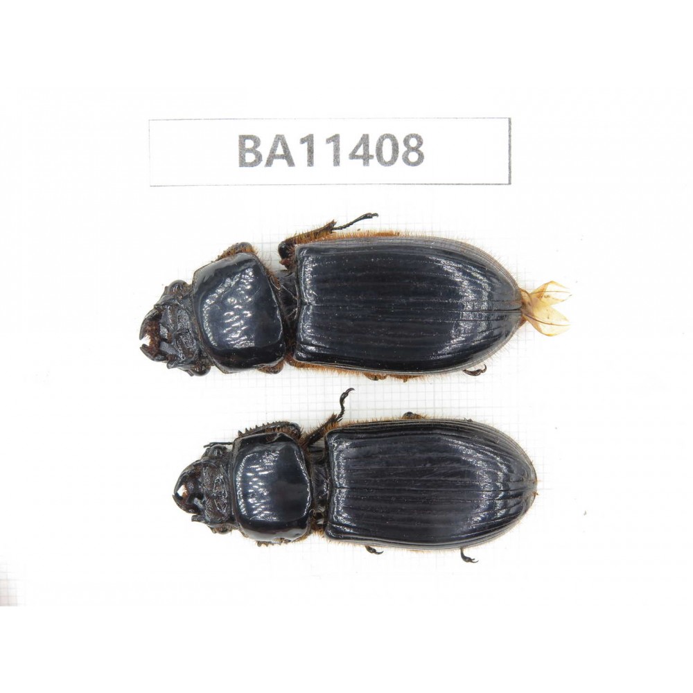 Passalidae sp. China,   Yunnan, Dehong, Yingjiang county. 2Pcs. BA11408.