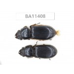 Passalidae sp. China,   Yunnan, Dehong, Yingjiang county. 2Pcs. BA11408.