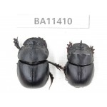 Geotrupidae sp. China, Yunnan, Dehong, Yingjiang county. 2Pcs. BA11410.