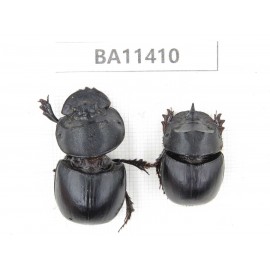 Geotrupidae sp. China, Yunnan, Dehong, Yingjiang county. 2Pcs. BA11410.
