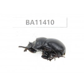 Geotrupidae sp. China, Yunnan, Dehong, Yingjiang county. 2Pcs. BA11410.