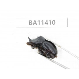 Geotrupidae sp. China, Yunnan, Dehong, Yingjiang county. 2Pcs. BA11410.