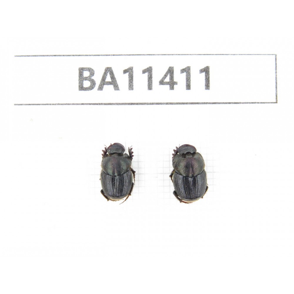 Geotrupidae sp. China, Yunnan, Dehong, Yingjiang county. 2Pcs. BA11411.