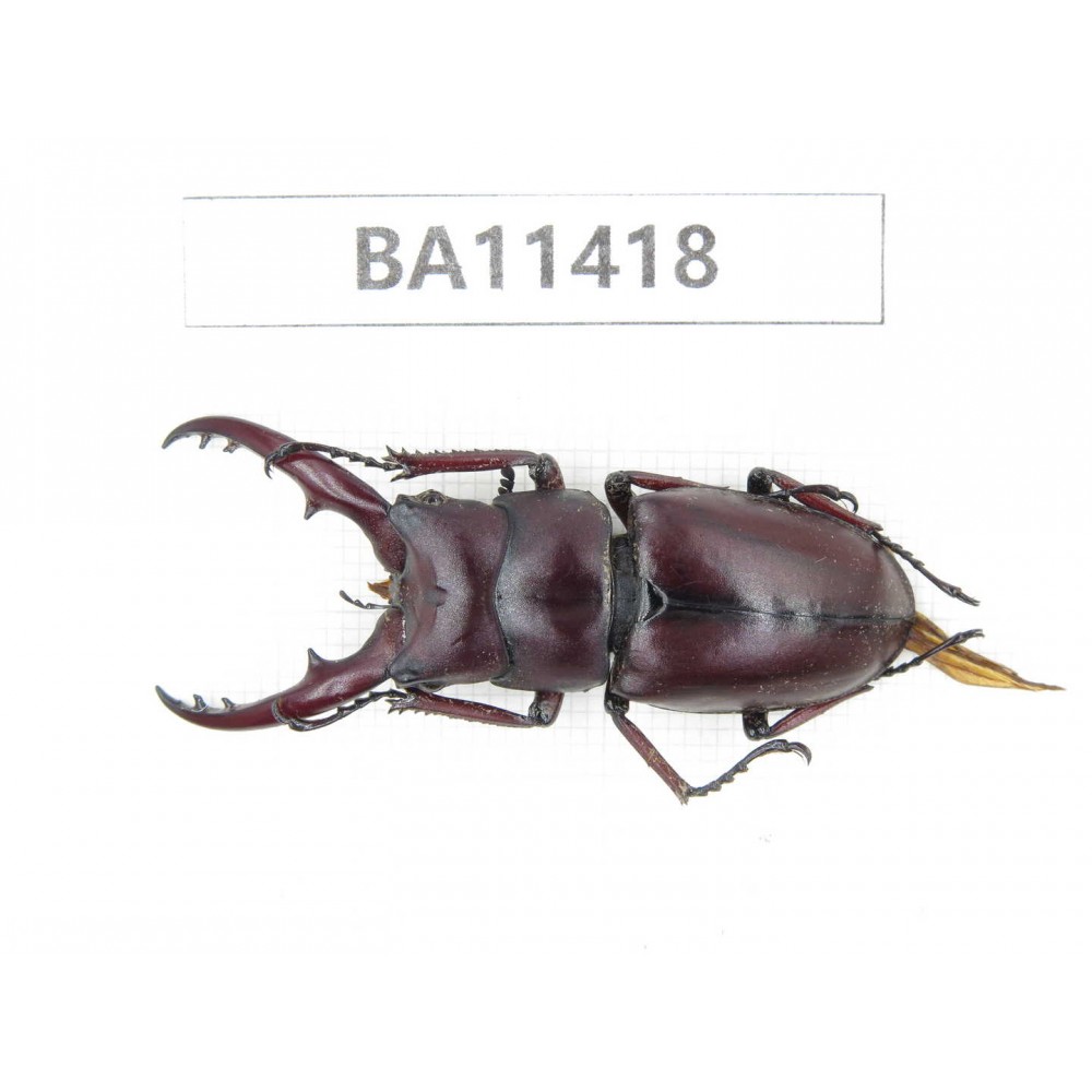 Prosopocoilus sp. China, Yunnan, Dehong, Yingjiang county. 1M. BA11418.