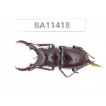 Prosopocoilus sp. China, Yunnan, Dehong, Yingjiang county. 1M. BA11418.