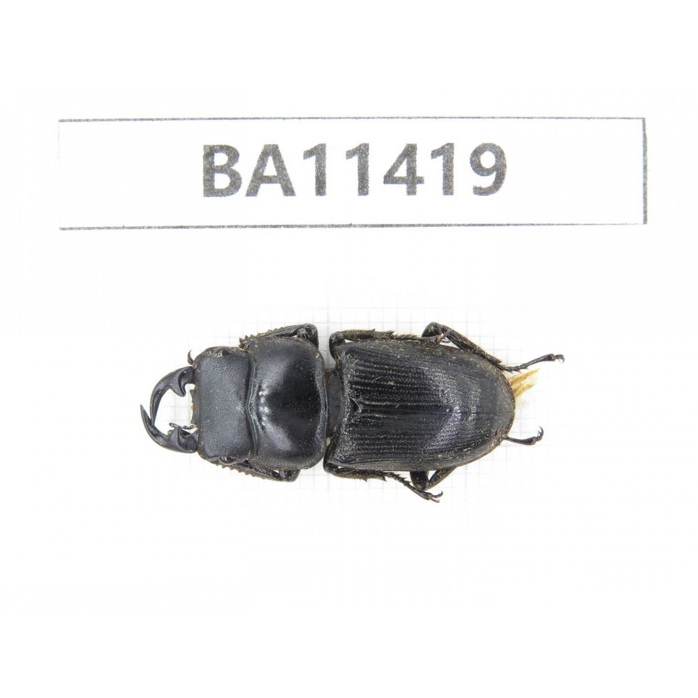 Dorcus sp. China, Yunnan, Dehong, Yingjiang county. 1M. BA11419.