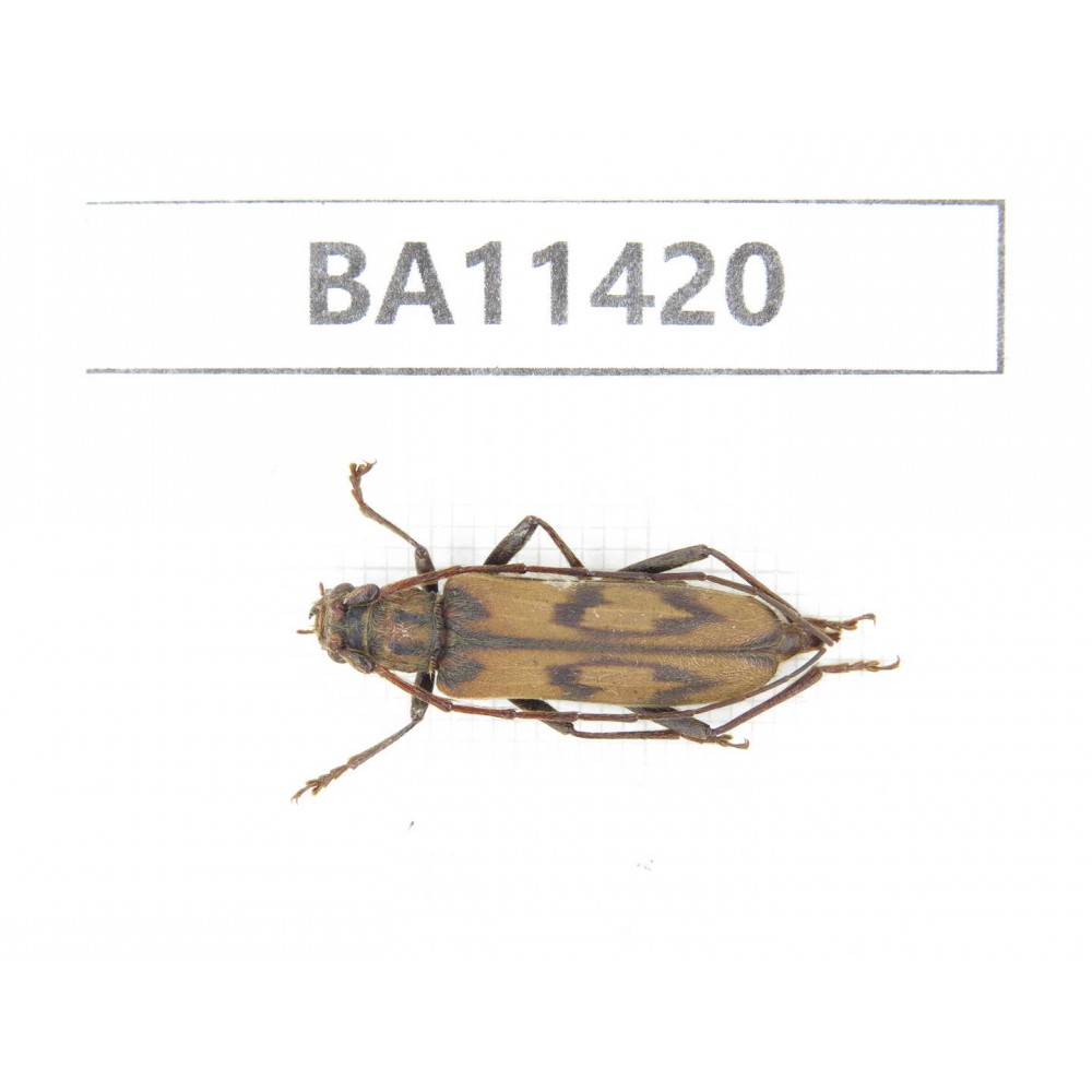 Cerambycidae sp. China,  Yunnan, Dehong, Yingjiang county. 1Pcs. BA11420.