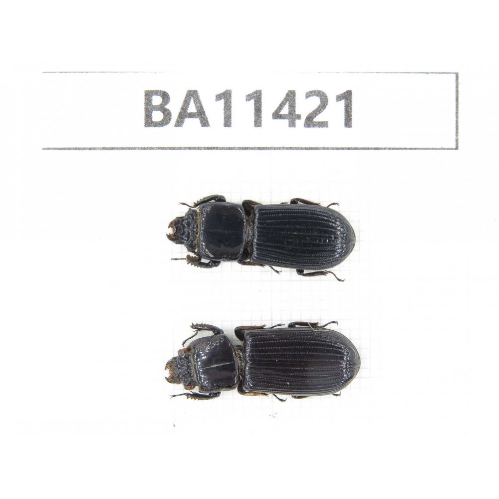 Passalidae sp. China,  Yunnan, Dehong, Longchuan county. 2Pcs. BA11421.