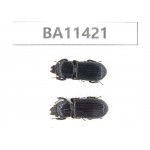 Passalidae sp. China,  Yunnan, Dehong, Longchuan county. 2Pcs. BA11421.