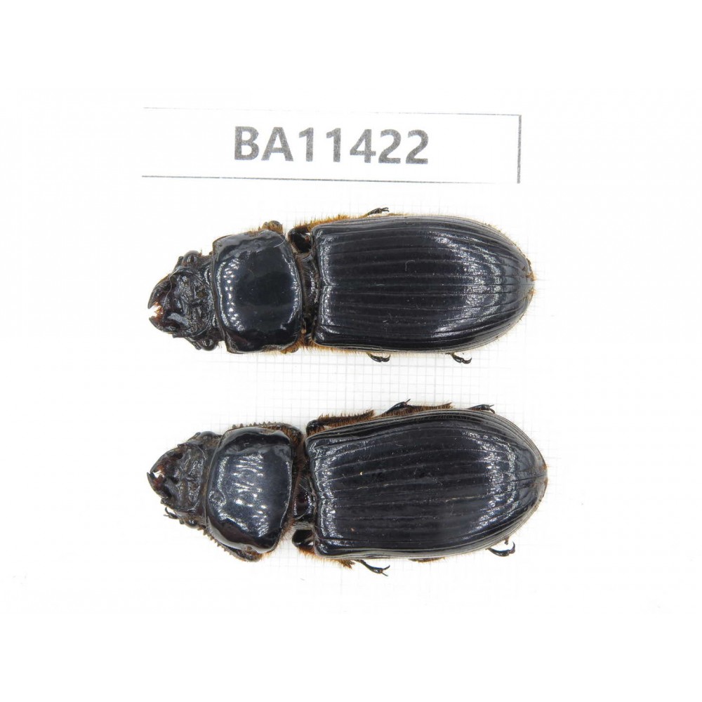 Passalidae sp. China,  Yunnan, Dehong, Longchuan county. 2Pcs. BA11422.