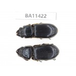 Passalidae sp. China,  Yunnan, Dehong, Longchuan county. 2Pcs. BA11422.