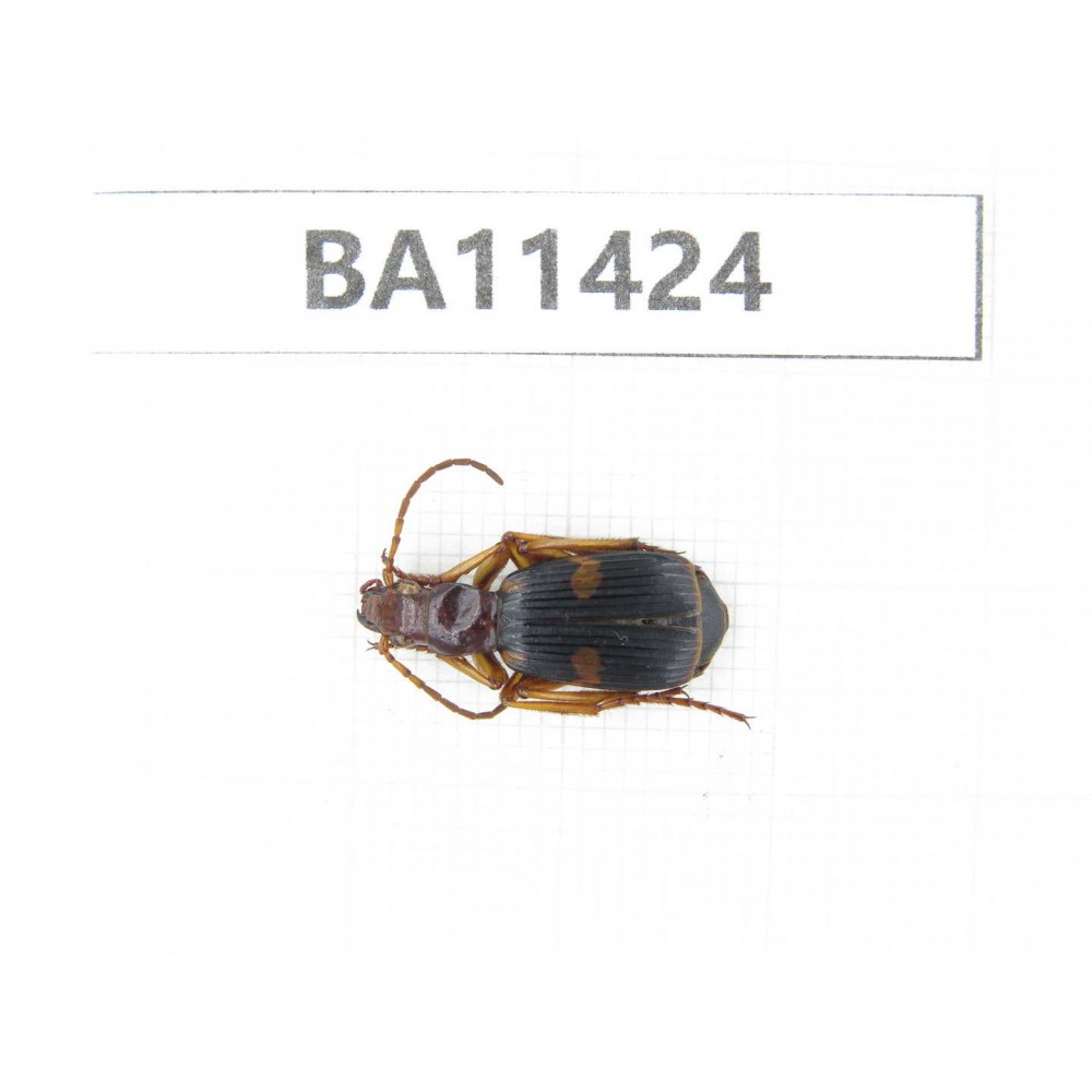 Carabidae sp. China,  Yunnan, Dehong, Longchuan county. 1Pcs. BA11424.