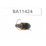 Carabidae sp. China,  Yunnan, Dehong, Longchuan county. 1Pcs. BA11424.