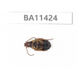 Carabidae sp. China,  Yunnan, Dehong, Longchuan county. 1Pcs. BA11424.
