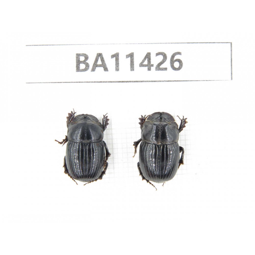 Geotrupidae sp. China, Yunnan, Dehong, Longchuan county. 2Pcs. BA11426.