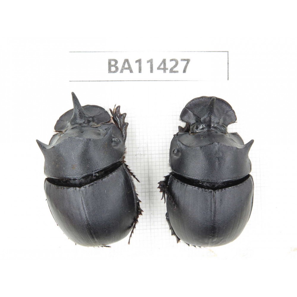 Geotrupidae sp. China, Yunnan, Dehong, Longchuan county. 2Pcs. BA11427.