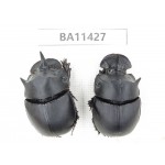 Geotrupidae sp. China, Yunnan, Dehong, Longchuan county. 2Pcs. BA11427.