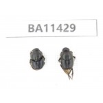Geotrupidae sp. China, Yunnan, Dehong, Longchuan county. 2Pcs. BA11429.