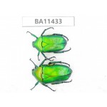 Cetoniidae sp. China, Yunnan, Dehong, Longchuan county. 2Pcs. BA11433.