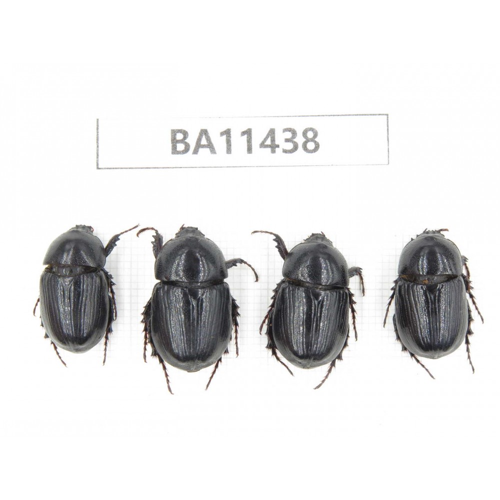 Dynastidae sp. China, Yunnan, Dehong, Longchuan county. 4Pcs. BA11438.