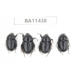 Dynastidae sp. China, Yunnan, Dehong, Longchuan county. 4Pcs. BA11438.