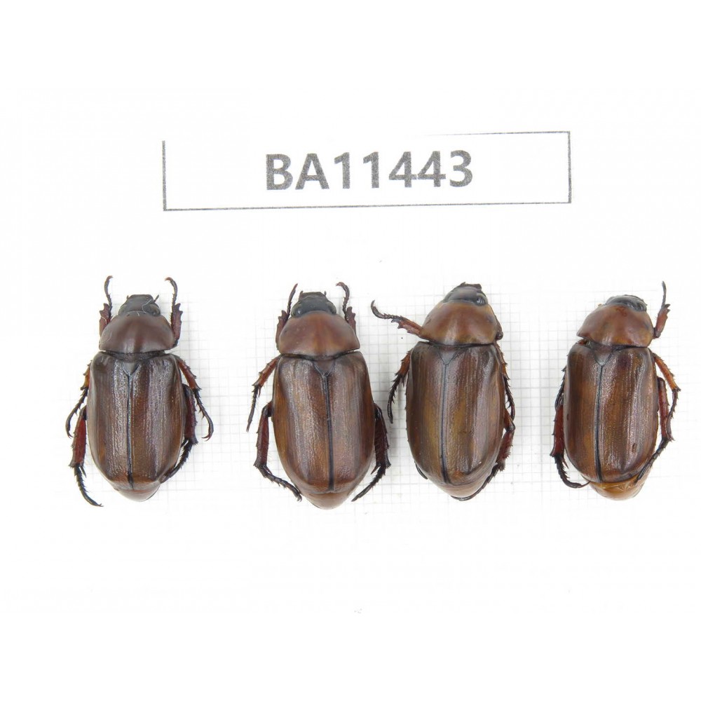 Melolonthidae sp. China, Yunnan, Dehong, Longchuan county. 4Pcs. BA11443.