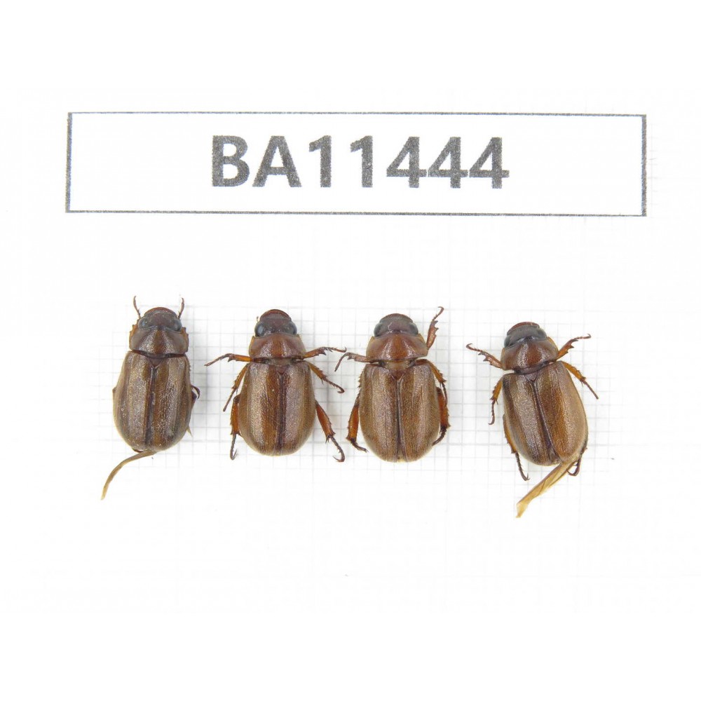 Melolonthidae sp. China, Yunnan, Dehong, Longchuan county. 4Pcs. BA11444.