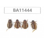 Melolonthidae sp. China, Yunnan, Dehong, Longchuan county. 4Pcs. BA11444.
