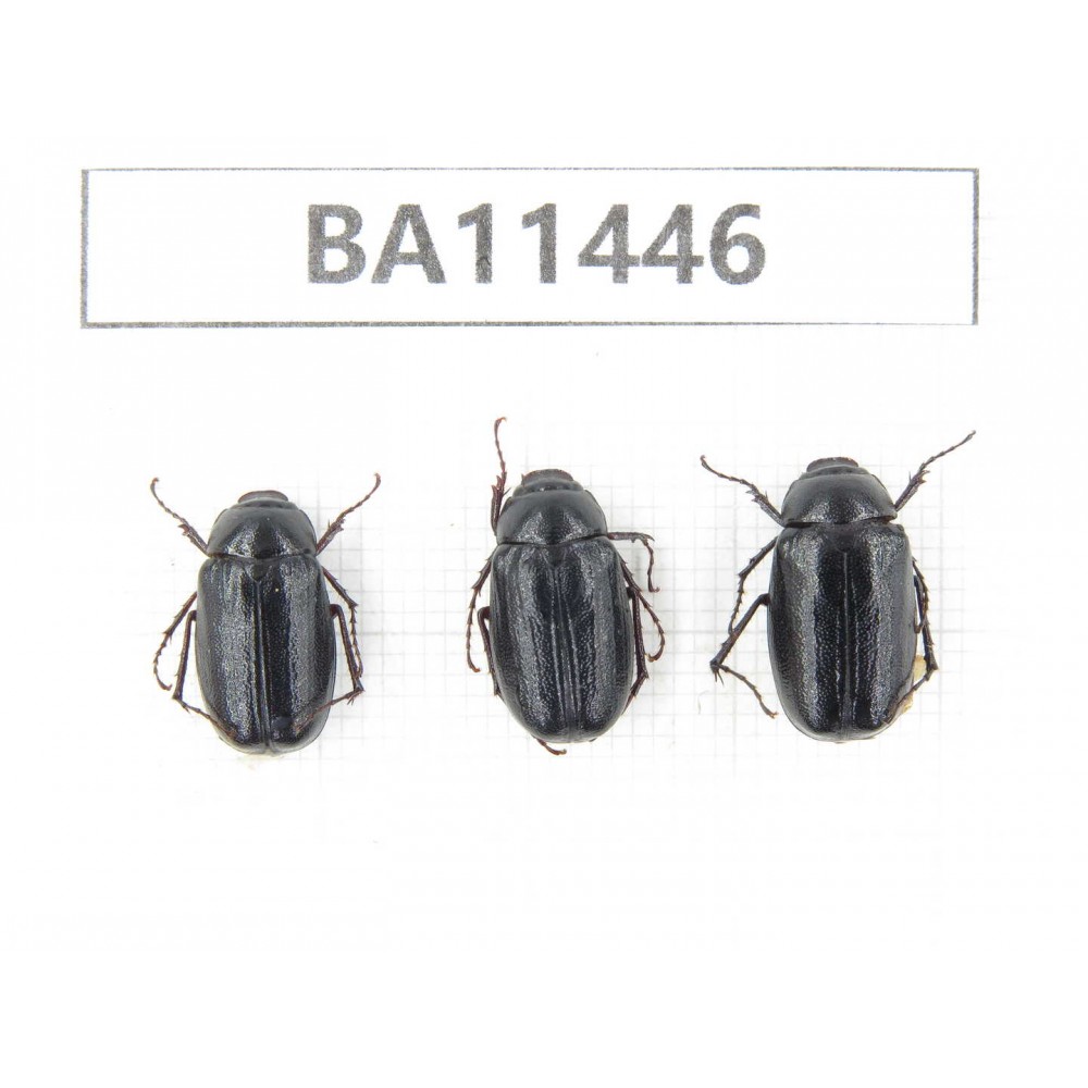 Melolonthidae sp. China, Yunnan, Dehong, Longchuan county. 3Pcs. BA11446.