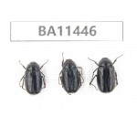 Melolonthidae sp. China, Yunnan, Dehong, Longchuan county. 3Pcs. BA11446.