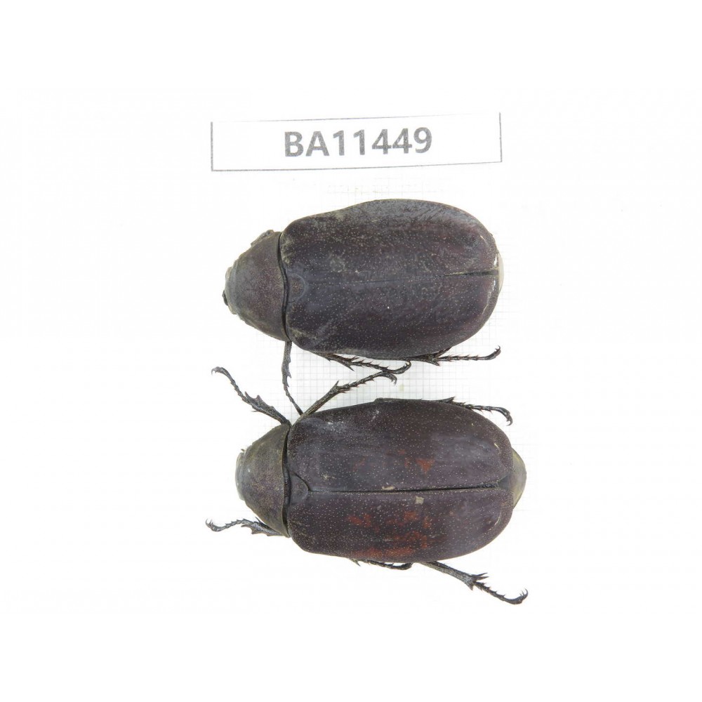 Melolonthidae sp. China, Yunnan, Dehong, Longchuan county. 2Pcs. BA11449.