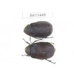 Melolonthidae sp. China, Yunnan, Dehong, Longchuan county. 2Pcs. BA11449.