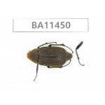 Melolonthidae sp. China, Yunnan, Dehong, Longchuan county. 1Pcs. BA11450.