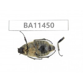 Melolonthidae sp. China, Yunnan, Dehong, Longchuan county. 1Pcs. BA11450.