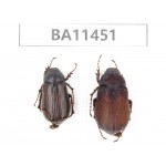 Melolonthidae sp. China, Yunnan, Dehong, Longchuan county. 2Pcs. BA11451.