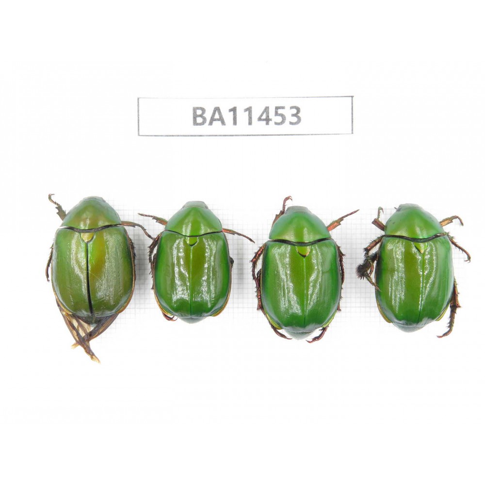 Rutelidae sp. China, Yunnan, Dehong, Longchuan county. 4Pcs. BA11453.
