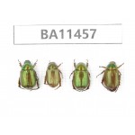 Rutelidae sp. China, Yunnan, Dehong, Longchuan county. 4Pcs. BA11457.
