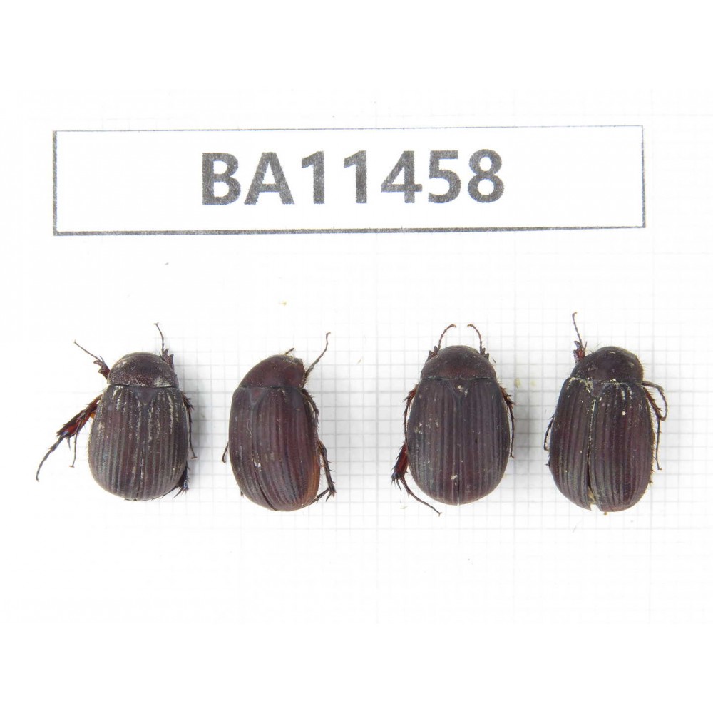 Melolonthidae sp. China, Yunnan, Dehong, Longchuan county. 4Pcs. BA11458.