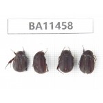 Melolonthidae sp. China, Yunnan, Dehong, Longchuan county. 4Pcs. BA11458.