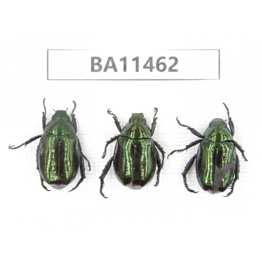 Rutelidae sp. China, Yunnan, Dehong, Longchuan county. 3Pcs. BA11462.