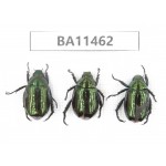 Rutelidae sp. China, Yunnan, Dehong, Longchuan county. 3Pcs. BA11462.
