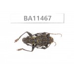 Cerambycidae sp. China,  Yunnan, Dehong, Longchuan county.1Pcs. BA11467.