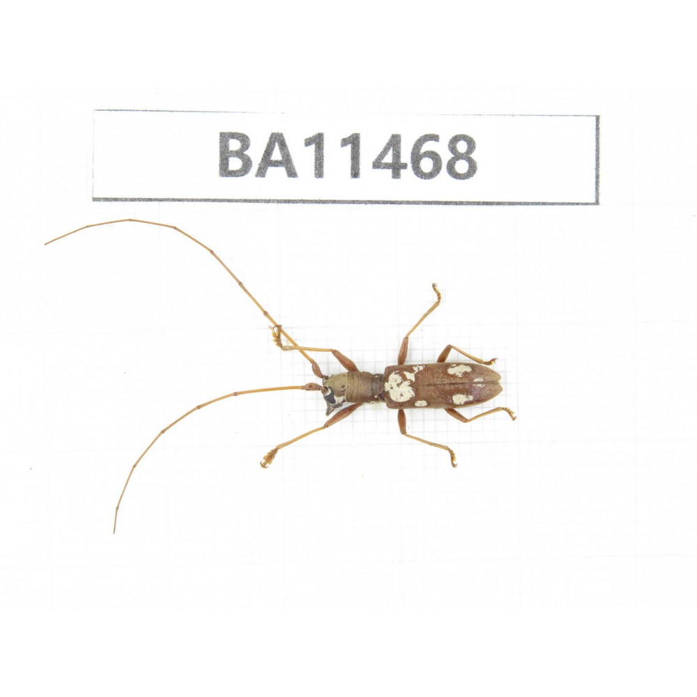 Cerambycidae sp. China,  Yunnan, Dehong, Longchuan county.1Pcs. BA11468.