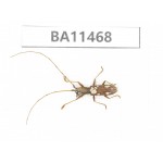 Cerambycidae sp. China,  Yunnan, Dehong, Longchuan county.1Pcs. BA11468.